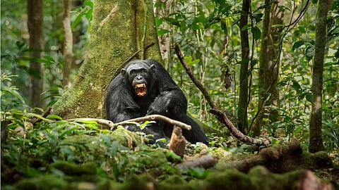 Quick Take | Planet of evolving apes
