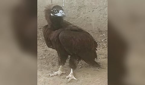 The radio-tagged female Cinereous Vulture