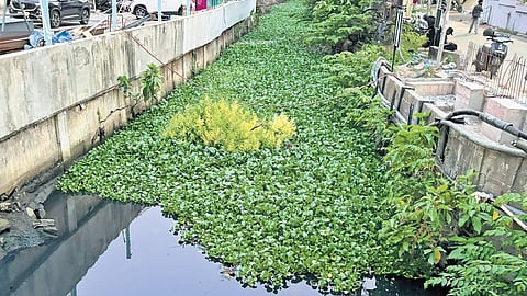 The Thevara-Perandoor canal filled with water hyacinth 