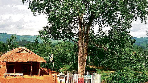 Umang Lai Forest
