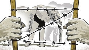 elephant