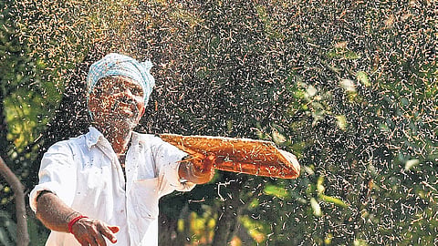 farmer