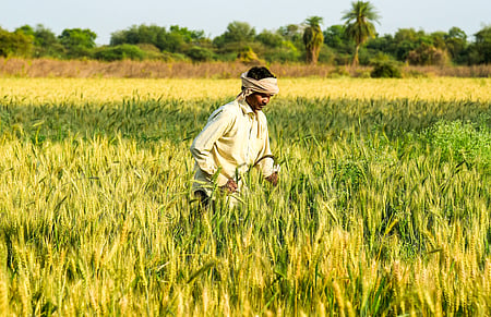 The delegation inspected the conservation and cultivation of 150 traditional, indigenous paddy varieties. 