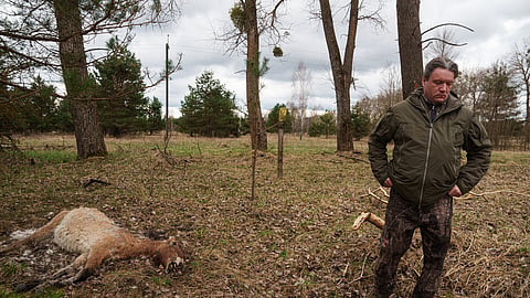 Denys Vyshnevskyi, a researcher at the Chornobyl Radiation and Ecological Biosphere Reserve, stands in front of a dead wild Przewalski horse in a forest inside the Chernobyl exclusion zone, Ukraine, on Wednesday, April 8, 2026. Chornobyl is the Ukrainian name for the city. 