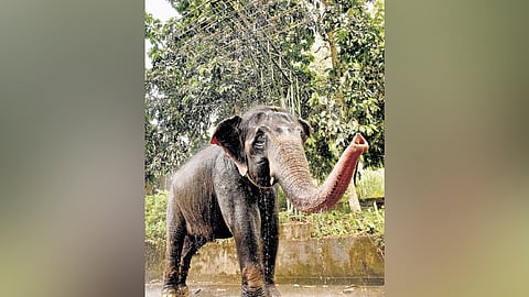 Meena, the 34-year-old female elephant, enjoying a refreshing shower bath at the Konni Elephant Camp in Pathanamthitta 