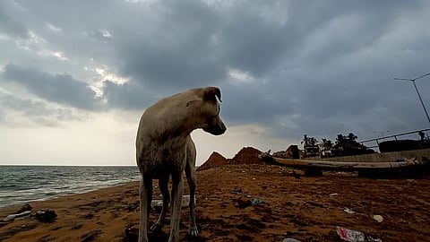 Activists warned that some of the directions by the court could trigger panic-driven responses by authorities or residents hostile to community dogs.