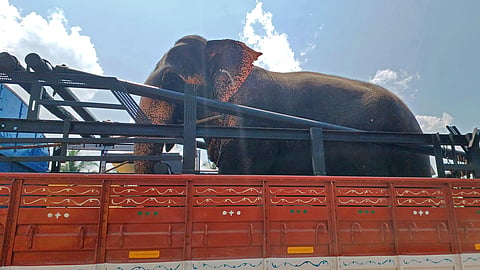  A captive elephant is transported in an open truck along  National Highway 66 at Kulathur in Thiruvananthapuram, exposed to intense midday heat. 