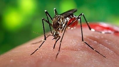 The malaria parasite’s multi-stage life cycle—particularly its dormant liver stages—enables it to evade standard detection and treatment. 