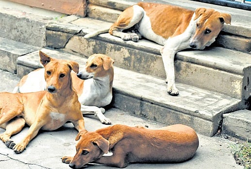 Hyderabad-based vet sells blood of stray dogs; probe sought