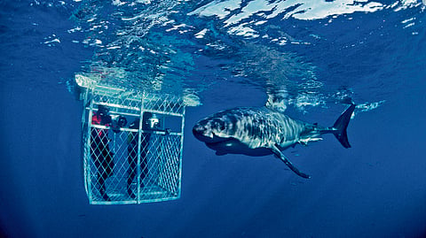 The Great White Shark