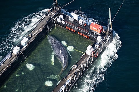 The humpback whale recovered from a shallow bay off Wismar being transported towards the North Sea in a flooded cargo ship just before the Danish border in Fehmarn, Germany, Wednesday, April 29, 2026.