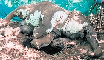 Carcass of elephant found