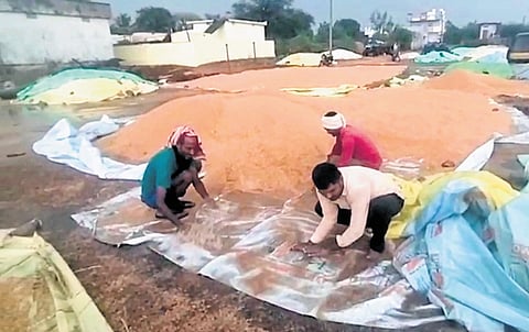 Farmers dry rain soaked-paddy in Bankapuram village, Nidamanoor mandal.