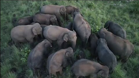 The study was initiated in the said area as elephants face limited fodder availability in the region compared to the plains in Coimbatore and the Thondamuthur surroundings. 