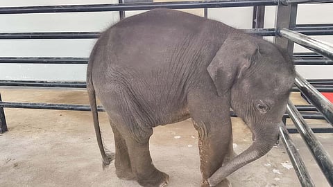 After herds of elephants refused to reunite with a three-month-old calf that was abandoned at Lingapuram near Sirumugai, the calf was taken to the Wildlife Transit and Treatment Centre at Pethikuttai on Saturday morning.