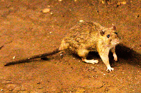 In this June 15, 2010 file photo, a rat wanders the subway tracks at Union Square in New York. 