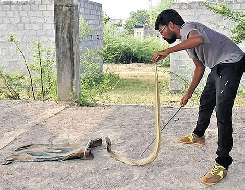 Representative from the Friends of Snakes Society rescues a snake
