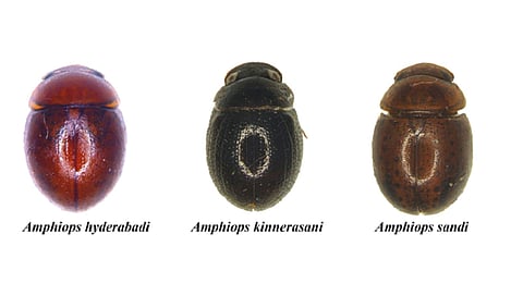 The species — Amphiops hyderabadi, Amphiops kinnerasani and Amphiops sandi — belong to the Amphiops genus of aquatic scavenger beetles that inhabit ponds, wetlands and shallow freshwater ecosystems.