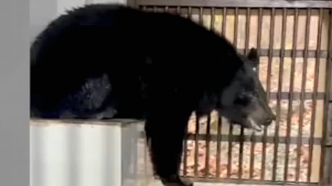 Rare Himalayan black bear