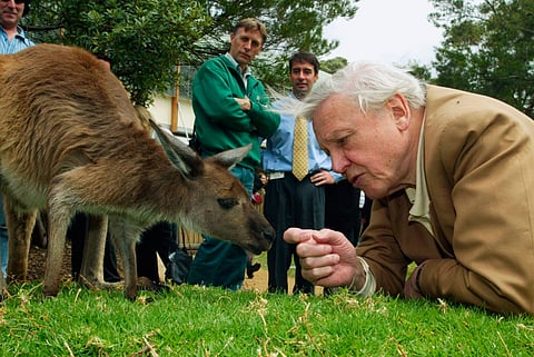 David Attenborough, watched by zoo staff, reaches out to a kangaroo during his visit to Taronga Zoo.