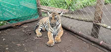Half of India's Tiger Reserves lack notified eco-sensitive zones