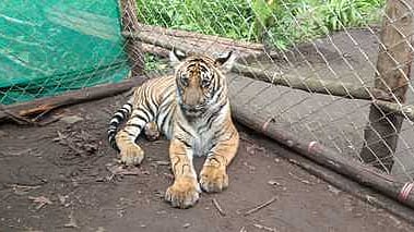 The years of notification for the tiger reserves with ESZs range from 2012 to 2024, showing continued progress in ESZ notifications over the past decade.