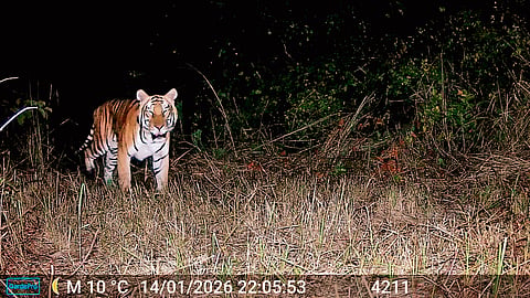 After two decades, tiger cheer for Arunachal’s D’Ering Memorial Wildlife Sanctuary
