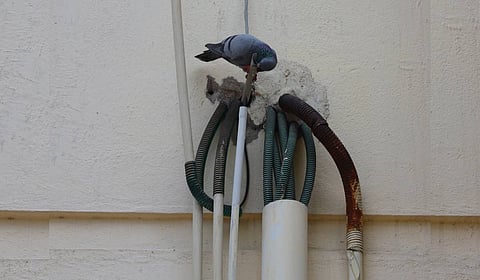 A pigeon drinks condensate from an AC drain pipe at Osmania University in Hyderabad on Thursday.