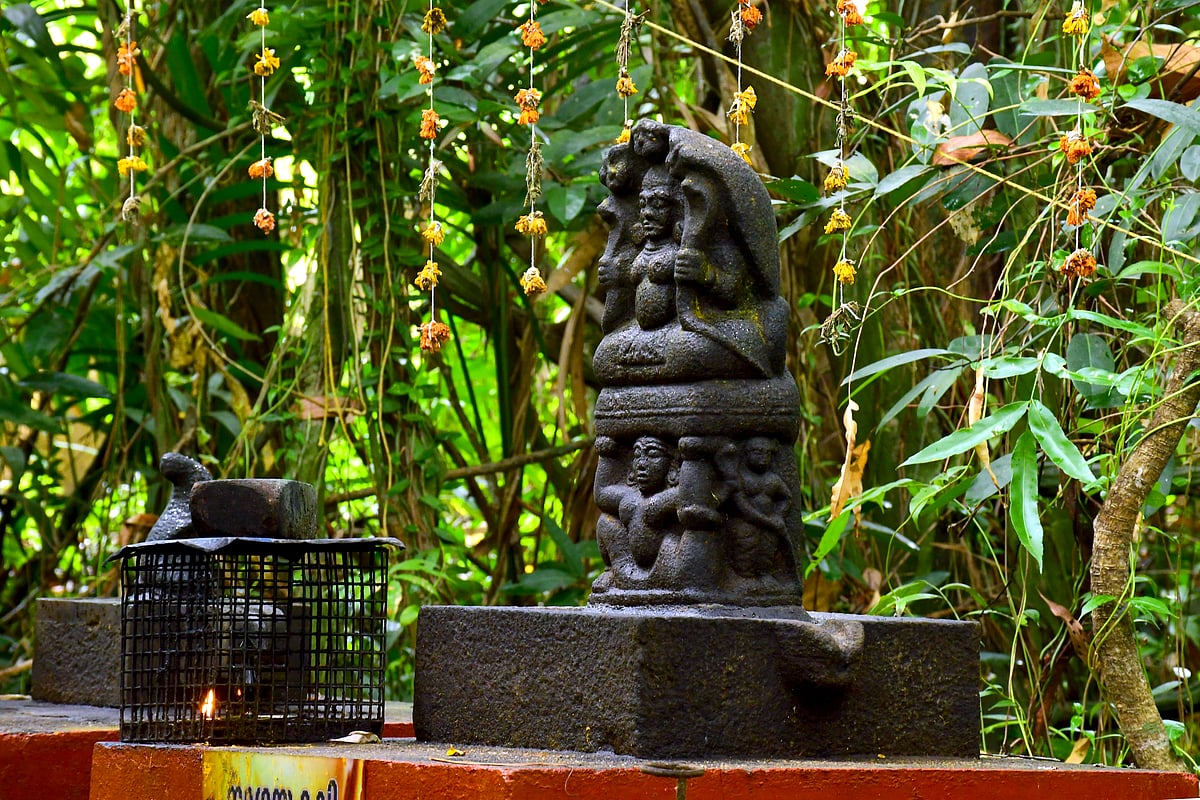 Call of the Kaavu: How Kerala's sacred groves are becoming biodiversity lifelines