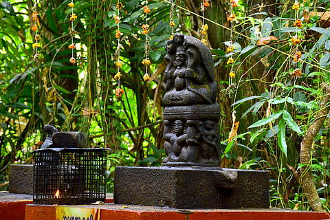 Call of the Kaavu: How Kerala's sacred groves are becoming biodiversity lifelines