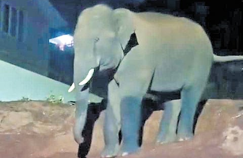 A wild jumbo that was spotted close to a residential area in Coonoor on Saturday morning.