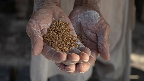Farmers allege that transportation delays, shortage of hamalis and slow unloading at rice mills are forcing them to bear additional expenses and accept deductions imposed by millers. 