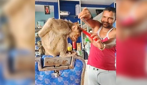 A monkey sits calmly as it gets a haircut 