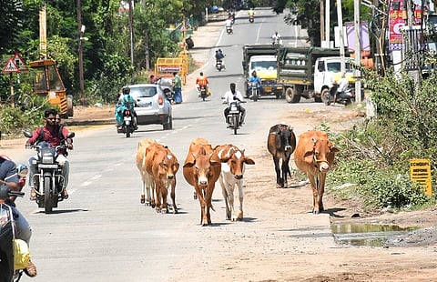 A herd of stray cattle walks along a busy road in Puducherry