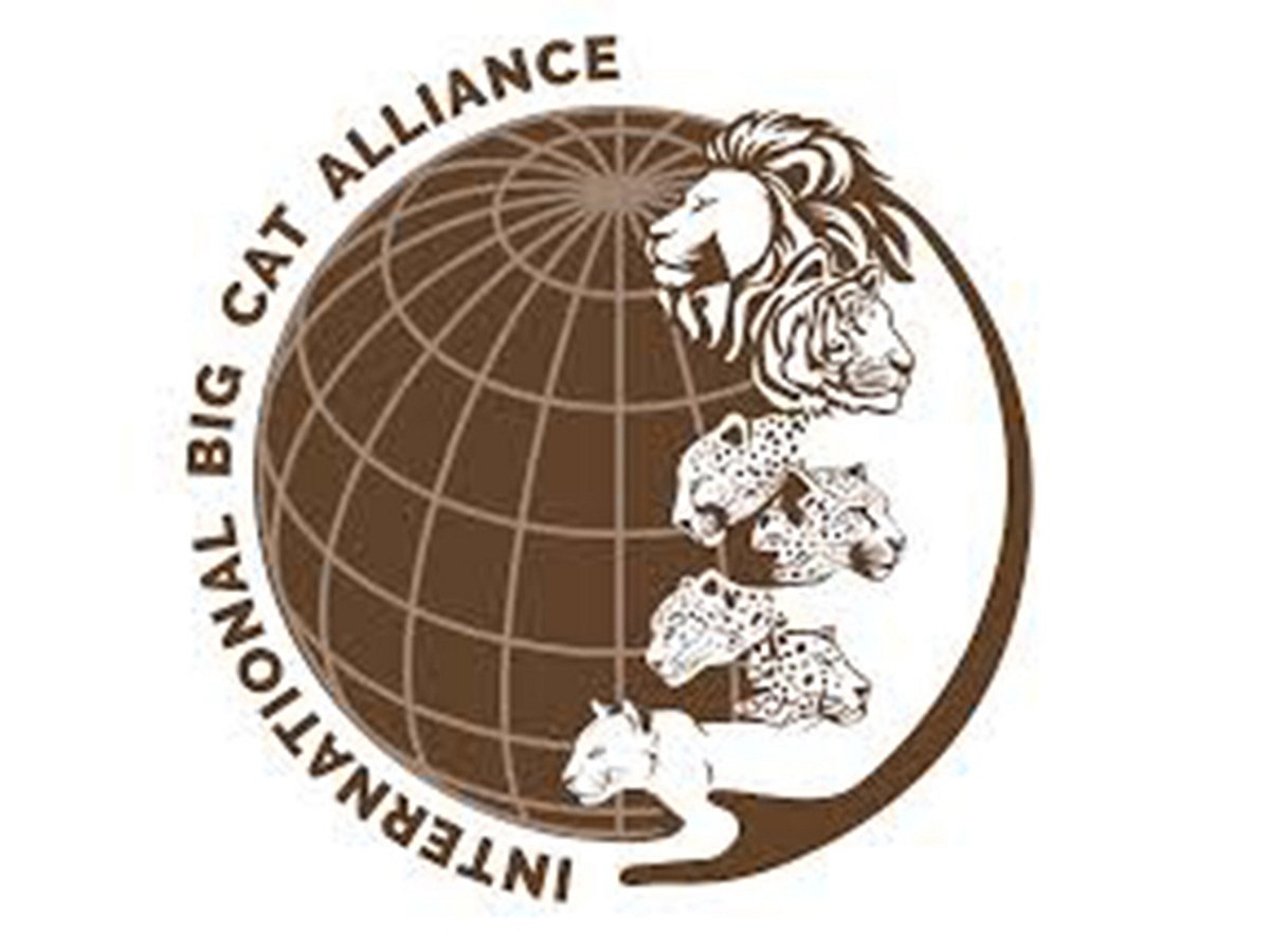 TN forest officials invited for International Big Cat Alliance summit in Delhi
