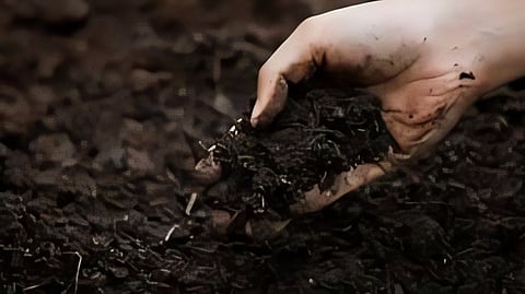 Article 5: Why Soil Is the Foundation of Every Garden