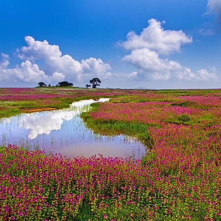Kaas Plateau 
