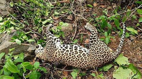 According to reports, the leopard strayed from the nearby Kuldiha wildlife sanctuary and entered the Swarnachuda reserve forest.