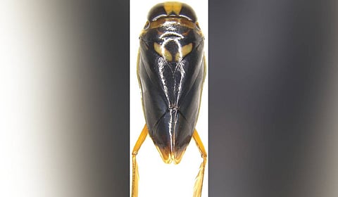 Beyond their scientific significance, aquatic backswimmers also play an important ecological role.