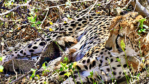 Four cheetah cubs found dead in MP’s Kuno National Park