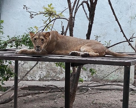 Zoo authorities said the newly arrived male and female Asiatic lions are expected to strengthen conservation breeding efforts and improve genetic diversity among captive lions at the Chennai zoo.