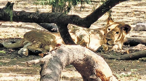 One of the Asiatic lions brought from Indore Zoo to the Arignar Anna Zoological Park in Vandalur, Chennai, as part an animal exchange programme.