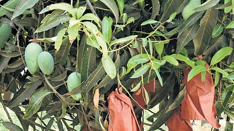The Collector also noted that mango processors are optimistic about this year’s production and procurement.