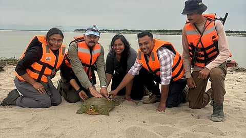 A healthy adult turtle was captured, fitted with the transmitter and released back along the north bank of the Brahmaputra.