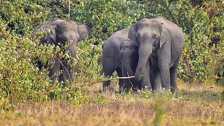 Image of elephants used for representational purposes only.