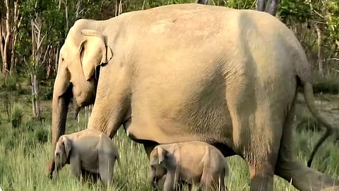 The mother elephant and her two calves were spotted during a jungle safari by noted wildlife enthusiast Sanjay Chimwal, who captured the sighting on video. 