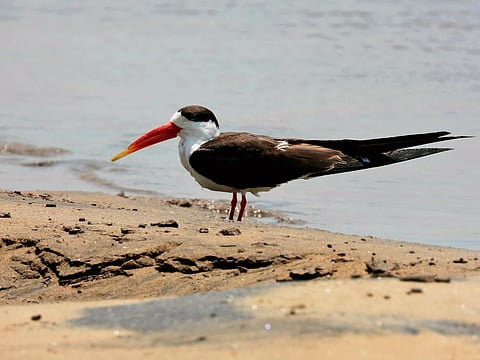 The Indian Skimmer (Rynchops albicollis)