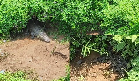 The crocodile and her hatchlings in Dandeli