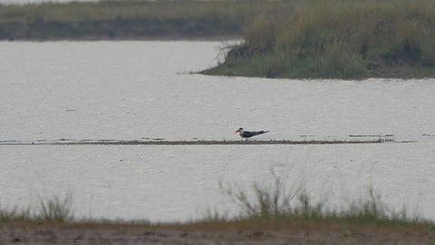 Indian Skimmer at Illalur Lake.