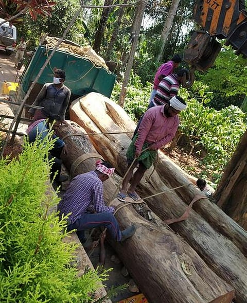 Workers loading rosewood logs that were illegally felled from a private plantation at Vazhavatta, Wayanad, being shifted to the Forest department timber depot at Kuppady in the district on Wednesday.